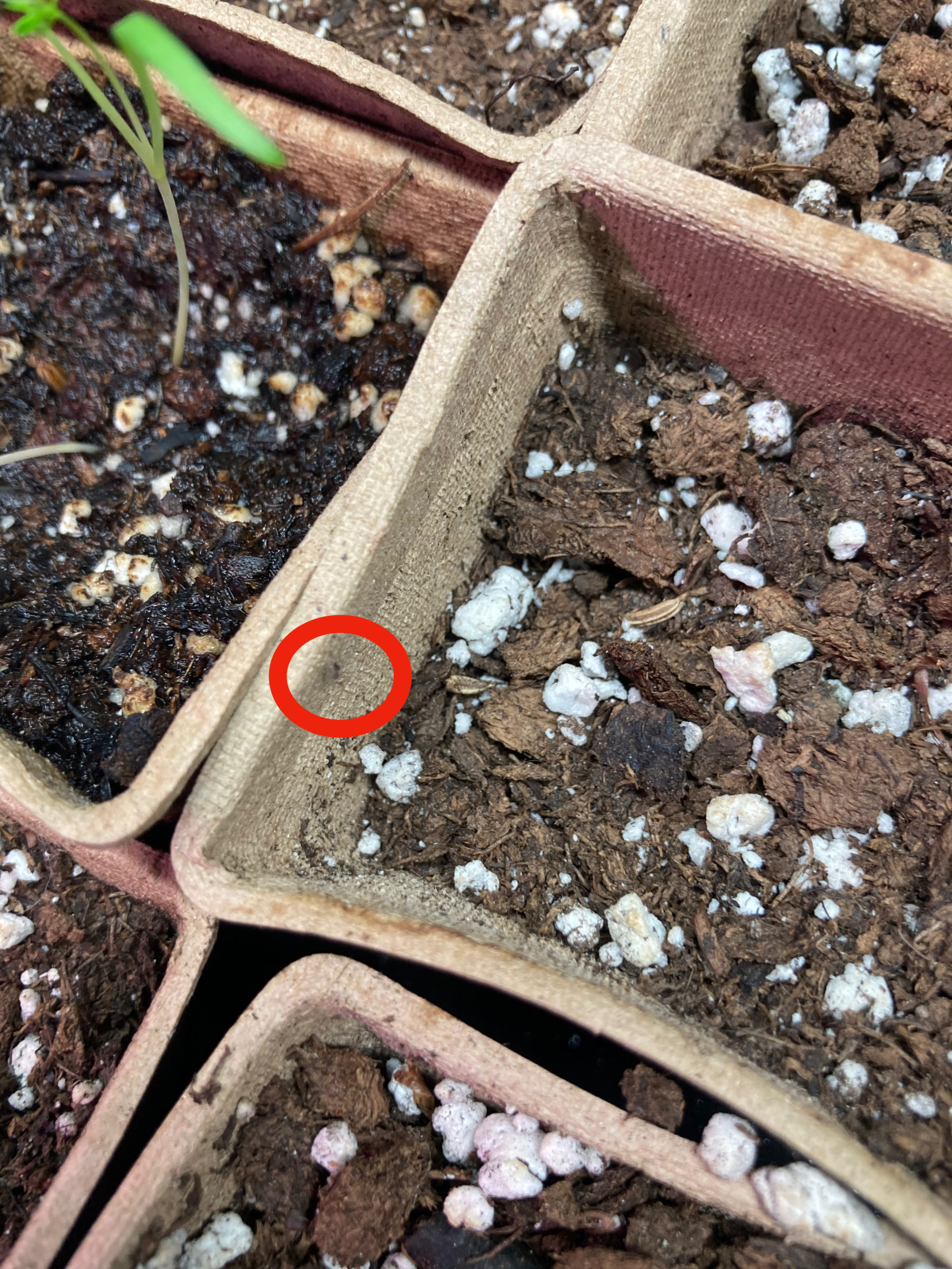 What’s bugging us? | Junior Gardener